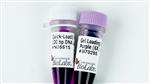 N0551L | Quick Load Purple 100 bp DNA Ladder 375 gel lanes