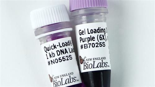N0552L | Quick Load Purple 1 kb DNA Ladder 375 gel lanes