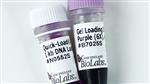 N0552L | Quick Load Purple 1 kb DNA Ladder 375 gel lanes