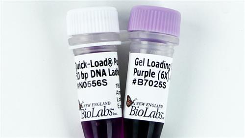 N0556S | Quick Load Purple 50 bp DNA Ladder 250 gel lanes