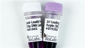 N0556S | Quick Load Purple 50 bp DNA Ladder 250 gel lanes
