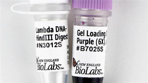 N3012S | Lambda DNA Hind III Digest 150 gel lanes