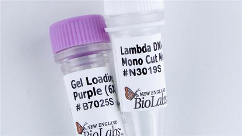 N3019S | Lambda DNA Mono Cut Mix 100 gel lanes