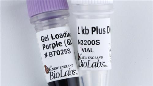N3200L | 1 kb Plus DNA Ladder 1000 gel lanes