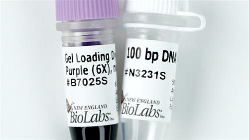 N3231S | 100 bp DNA Ladder 100 gel lanes