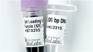 N3231S | 100 bp DNA Ladder 100 gel lanes
