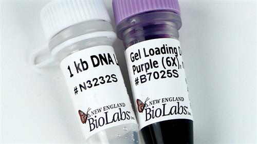 N3232L | 1 kb DNA Ladder 1000 gel lanes