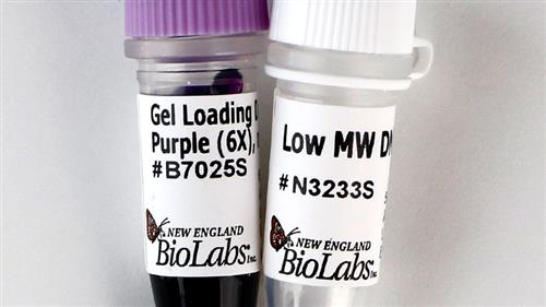 N3233S | Low Molecular Weight DNA Ladder 100 gel lanes