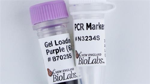N3234S | PCR Marker 100 gel lanes
