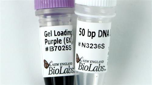 N3236L | 50 bp DNA Ladder 1000 gel lanes