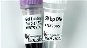N3236L | 50 bp DNA Ladder 1000 gel lanes