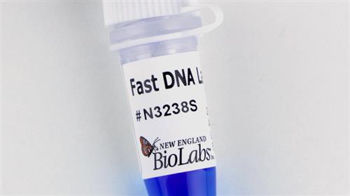 N3238S | Fast DNA Ladder 1 ml