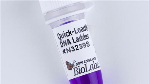 N3239S | Quick Load 1 kb Extend DNA Ladder 125 gel lanes