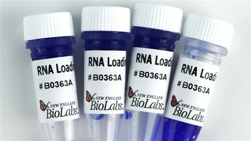 B0363S | RNA Loading Dye 2x 4 x 1 ml