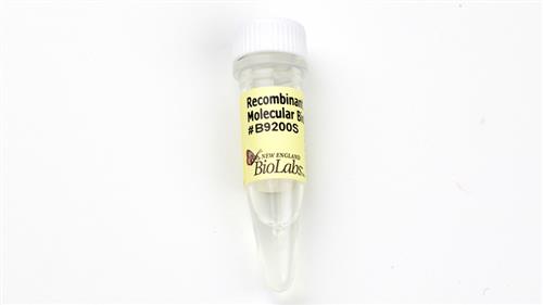 B9200S | Recombinant Albumin Molecular Biology Grade 12 mg