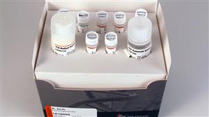 E1000S | K.lactis Protein Expression Kit 1 set