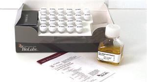 E1202S | NEB PCR Cloning Kit 20 reactions