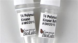 M0201S | T4 Polynucleotide Kinase 500 units