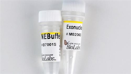 M0206L | Exonuclease III E.coli 25000 units