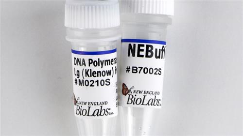 M0210M | DNA Polymerase I Large Klenow Fragment 1000 units