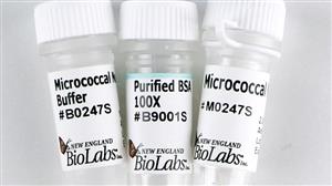 M0247S | Micrococcal Nuclease 320000 gel units