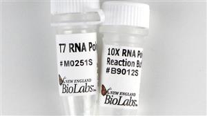 M0251S | T7 RNA Polymerase 5000 units