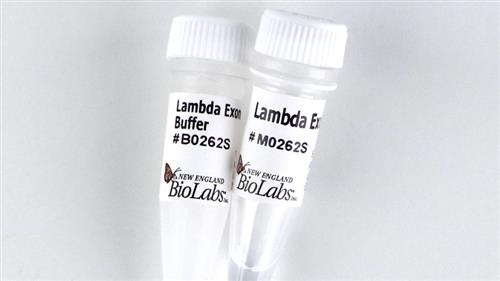 M0262S | Lambda Exonuclease 1000 units