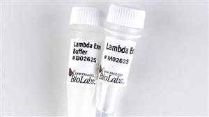 M0262S | Lambda Exonuclease 1000 units