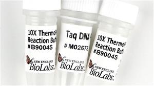 M0267X | Taq DNA Polymerase with ThermoPol Buffer 4000 unit