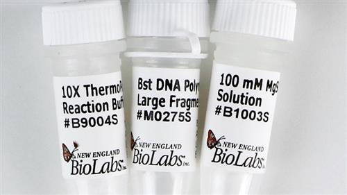 M0275L | Bst DNA Polymerase Large Fragment 8000 units