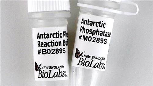 M0289S | Antarctic Phosphatase 1000 units