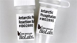M0289S | Antarctic Phosphatase 1000 units