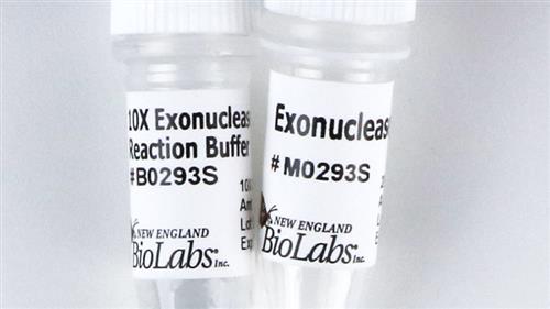 M0293L | Exonuclease I E.coli 15000 units