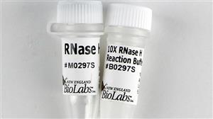M0297S | RNase H 250 units
