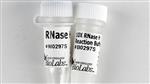 M0297S | RNase H 250 units