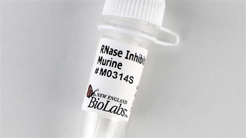 M0314L | RNase Inhibitor Murine 15000 units