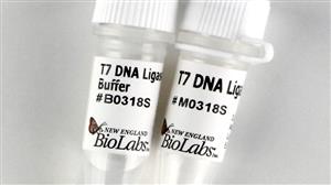 M0318L | T7 DNA Ligase 750000 units