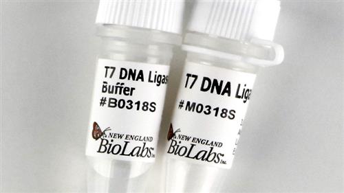 M0318S | T7 DNA Ligase 100000 units