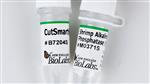 M0371L | Shrimp Alkaline Phosphatase rSAP 2500 units