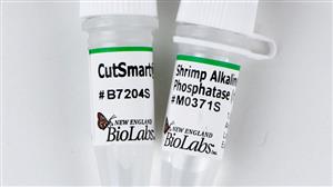 M0371S | Shrimp Alkaline Phosphatase rSAP 500 units