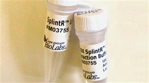 M0375L | SplintR Ligase 6250 units