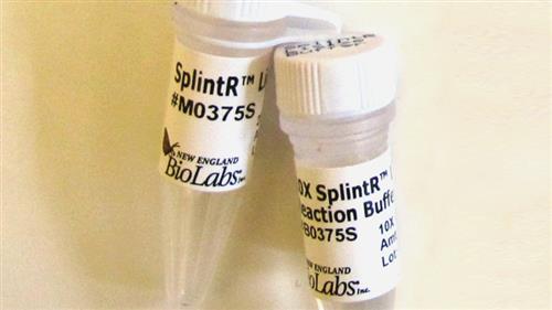 M0375S | SplintR Ligase 1250 units