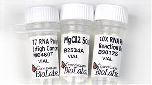 M0460T | T7 RNA Polymerase High Concentration 50000 units