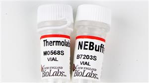 M0568L | Thermolabile Exonuclease I 15000 units
