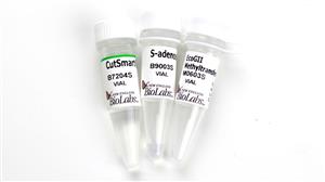 M0603S | EcoGII Methyltransferase 200 units