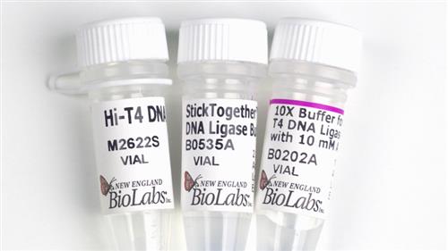 M2622L | Hi T4 DNA Ligase 100000 units