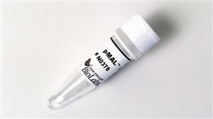 N0378S | pMAL c6T Vector 10 g