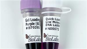 N0557S | Quick Load Purple Low Molecular Weight DNA Ladder