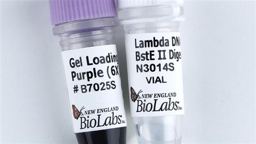 N3014S | Lambda DNA BstE II Digest 150 gel lanes