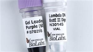 N3014S | Lambda DNA BstE II Digest 0.3 ml